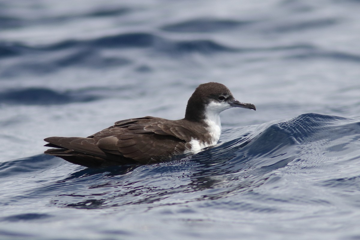 Galapagos Shearwater - ML639595011