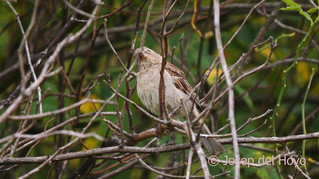 House Sparrow - ML639595040