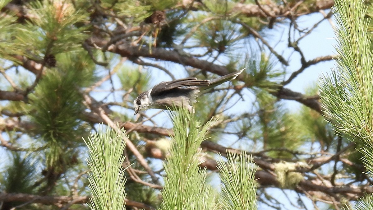 Canada Jay - ML639595067