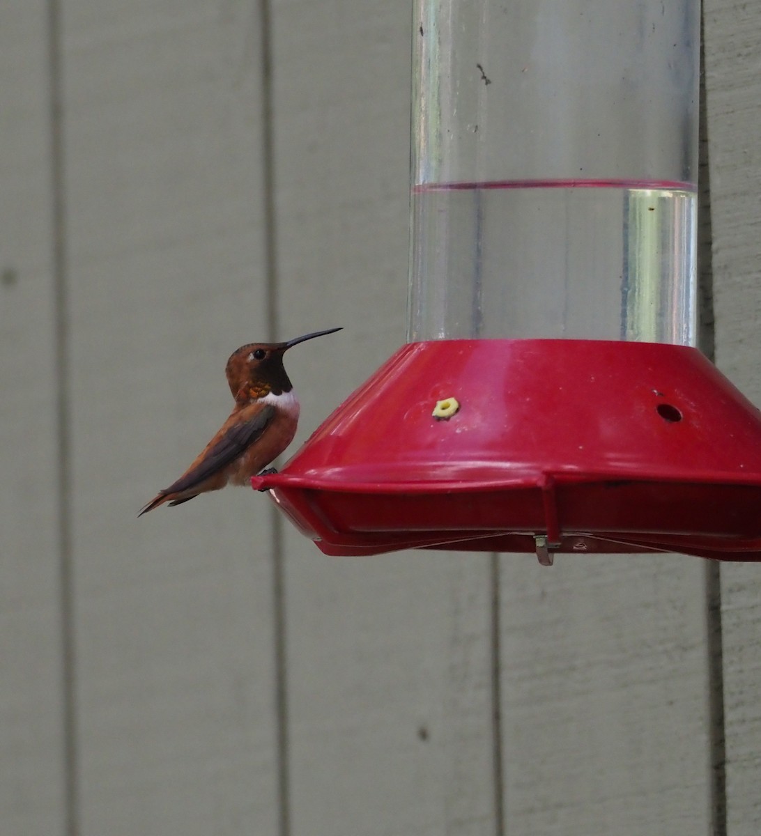 Rufous Hummingbird - ML639595096