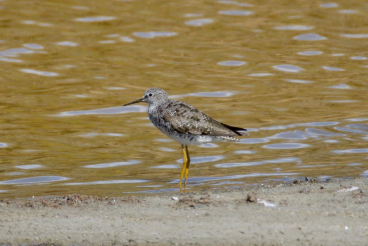 gulbeinsnipe - ML639595123