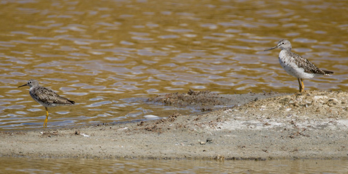 gulbeinsnipe - ML639595124