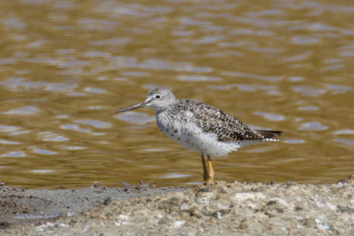 plystresnipe - ML639595125