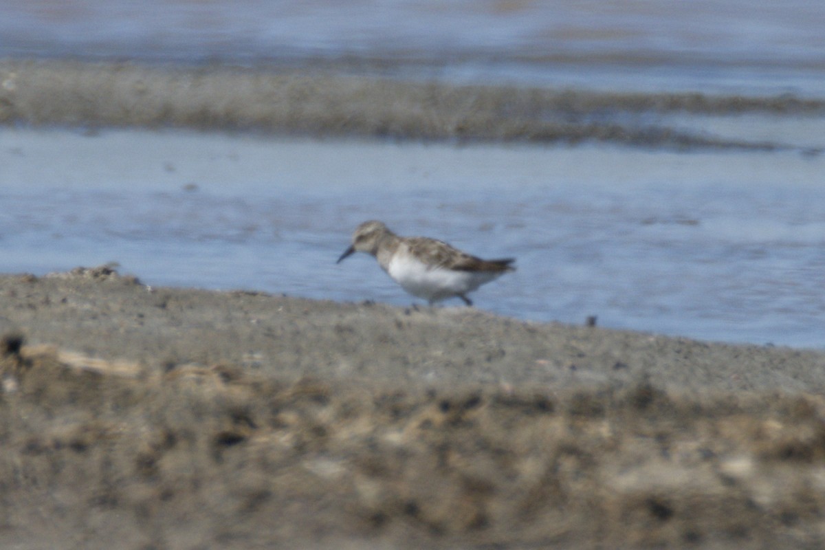 pygmésnipe - ML639595150