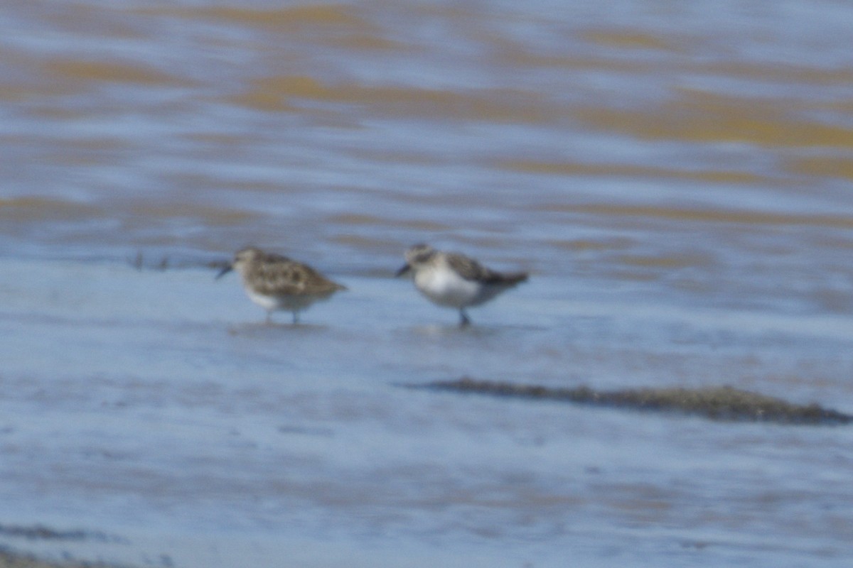 Calidris sp. (peep sp.) - ML639595151