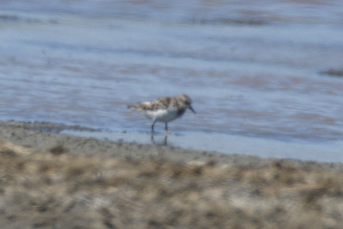 pygmésnipe - ML639595152