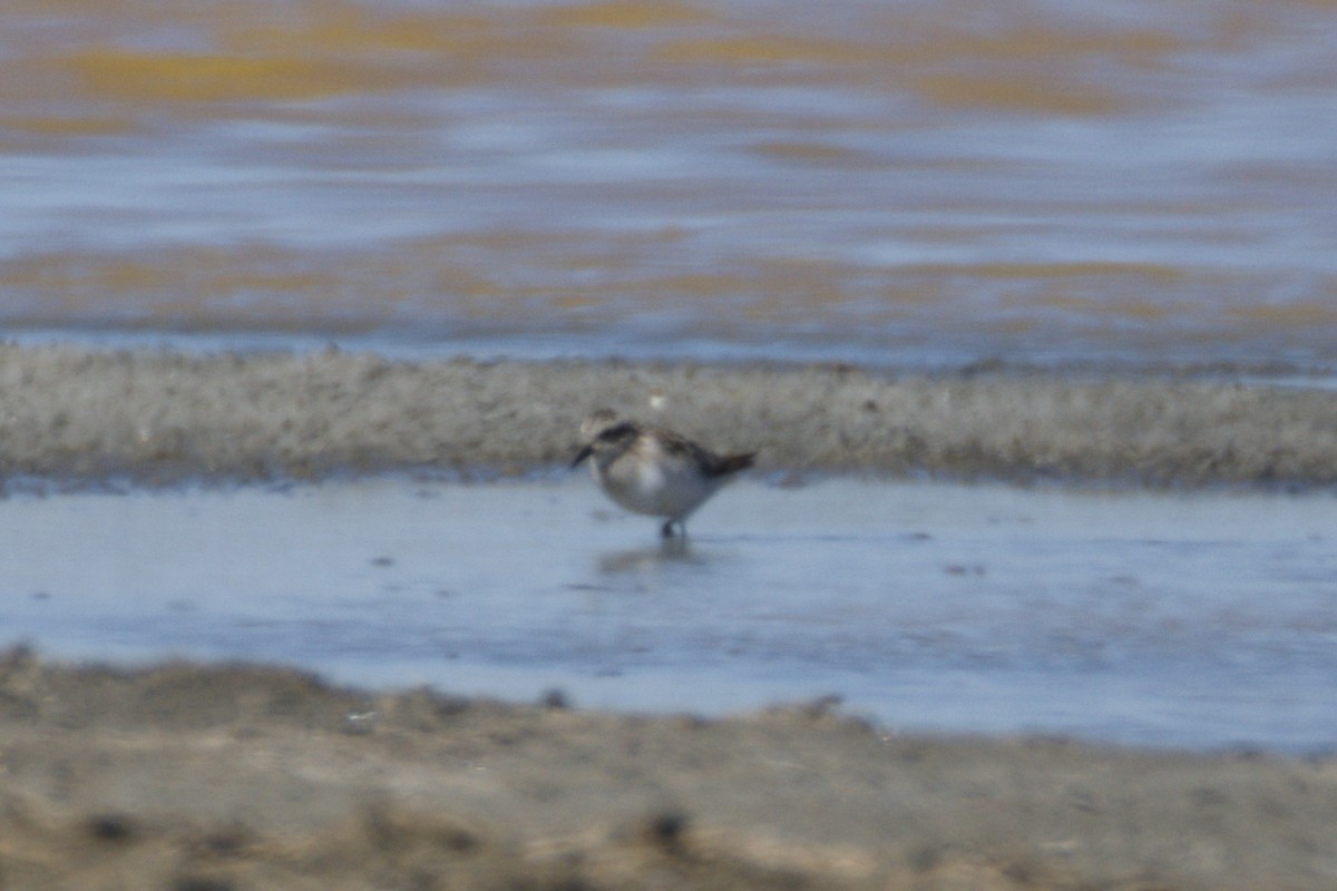 Calidris sp. (peep sp.) - ML639595153