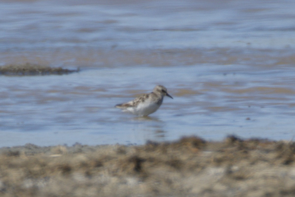 pygmésnipe - ML639595154