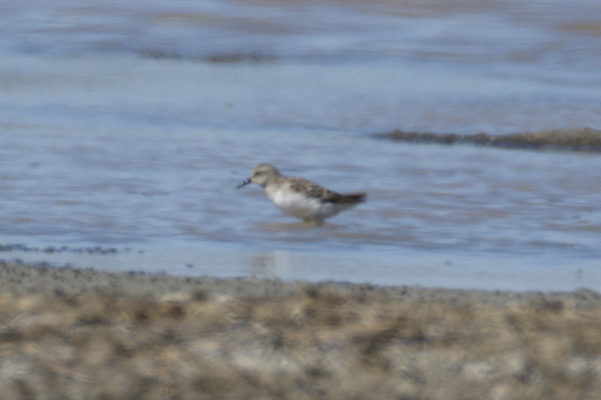 pygmésnipe - ML639595155