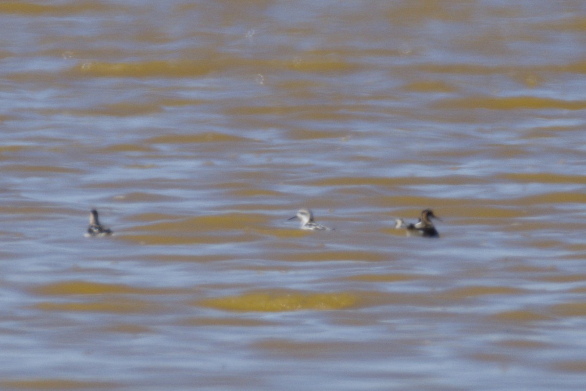 svømmesnipe - ML639595234