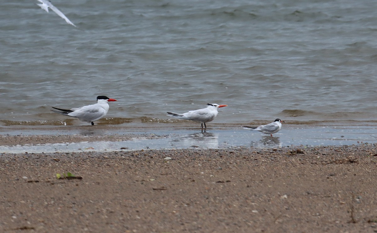 Royal Tern - ML639595253