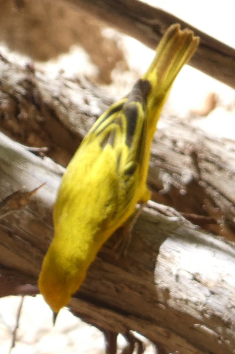 Goldwaldsänger - ML639595329