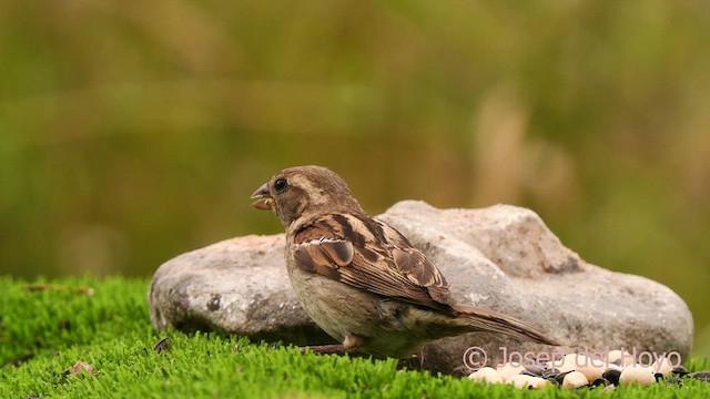 House Sparrow - ML639595396