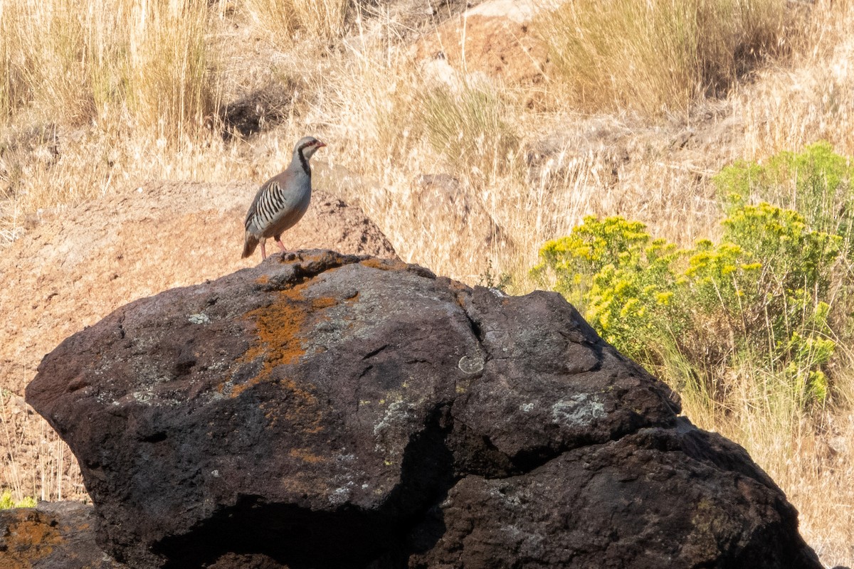 Хахилаг - ML639595524