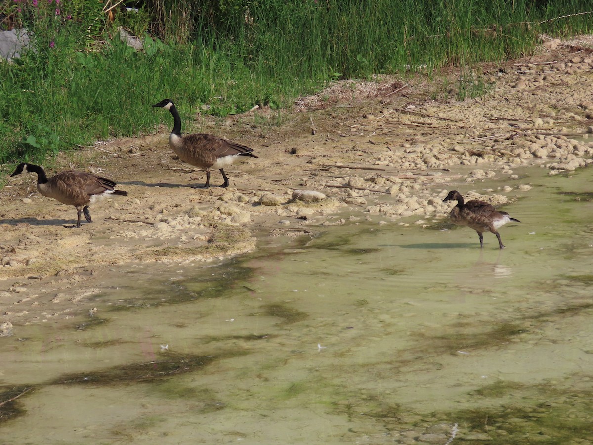 Canada Goose - ML639595555