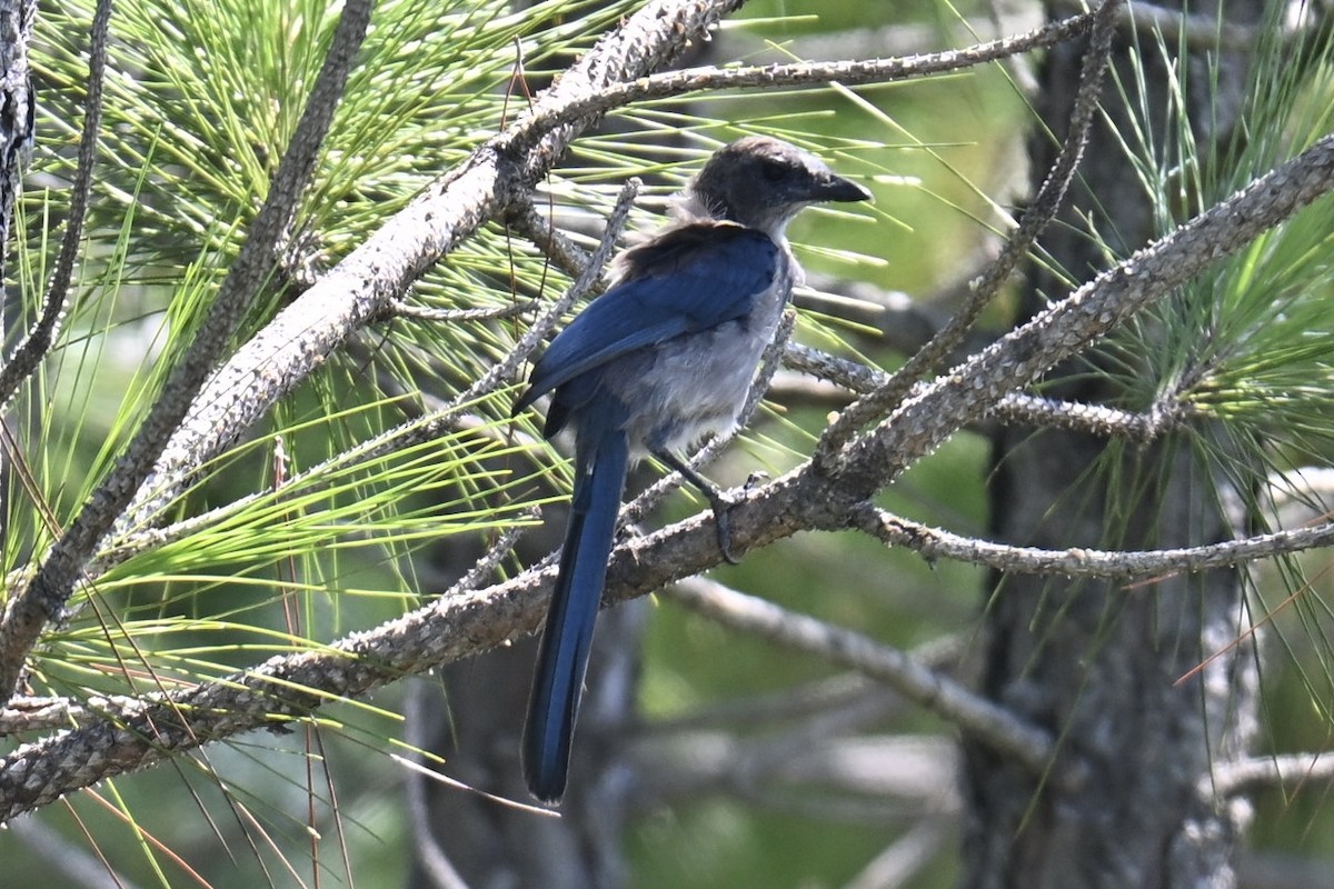 Florida Scrub-Jay - ML639595659