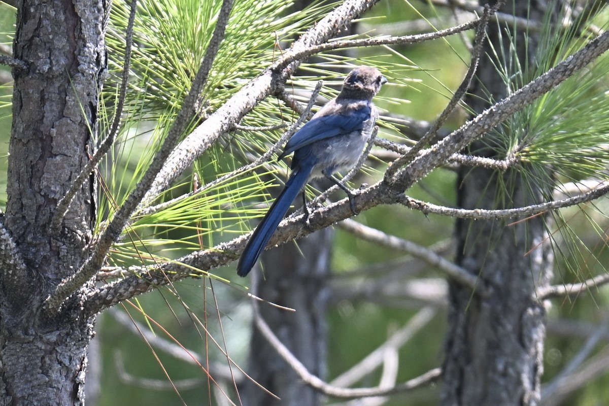 Florida Scrub-Jay - ML639595660
