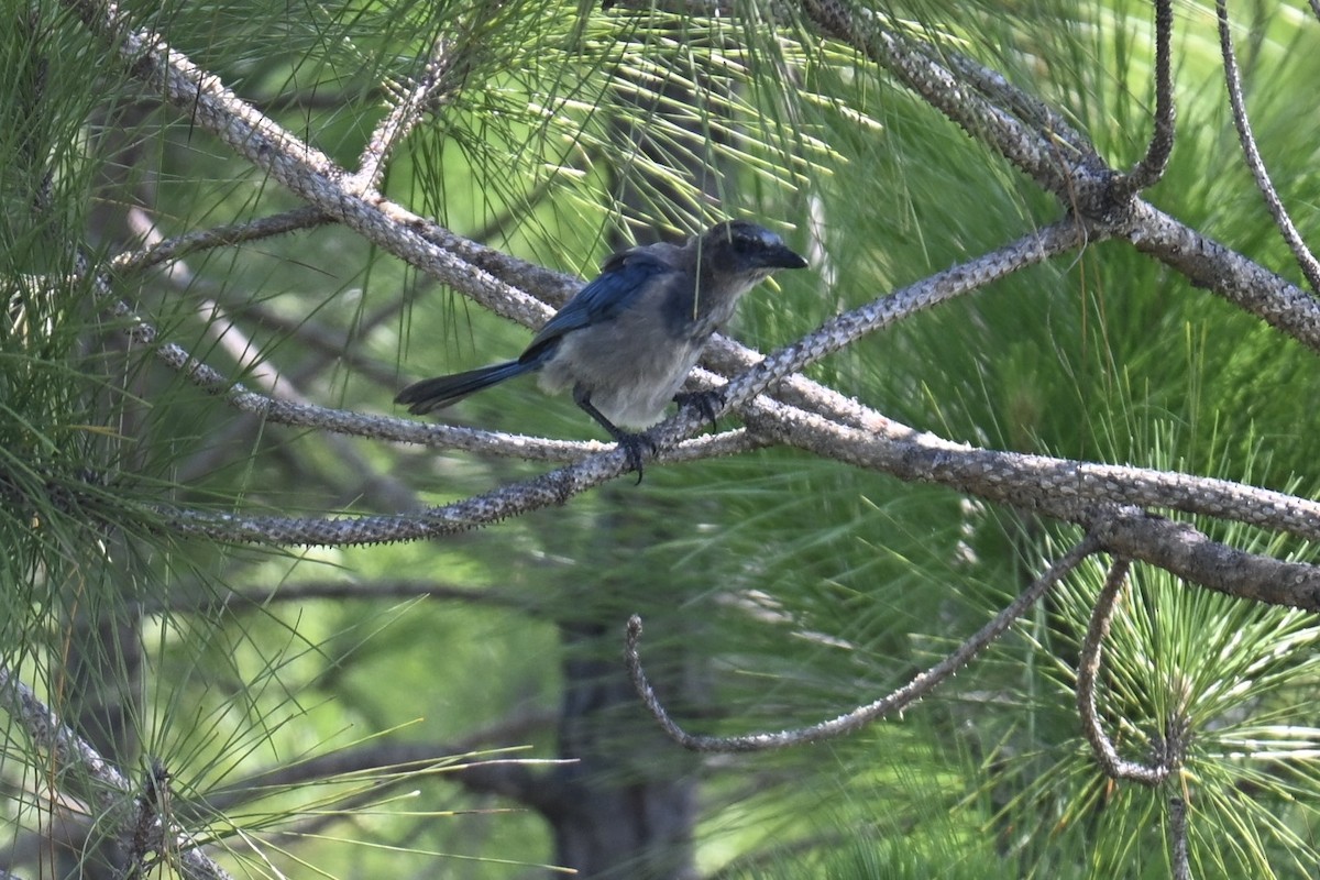Florida Scrub-Jay - ML639595661
