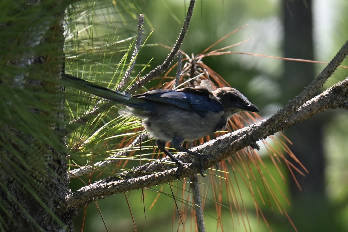 Florida Scrub-Jay - ML639595662