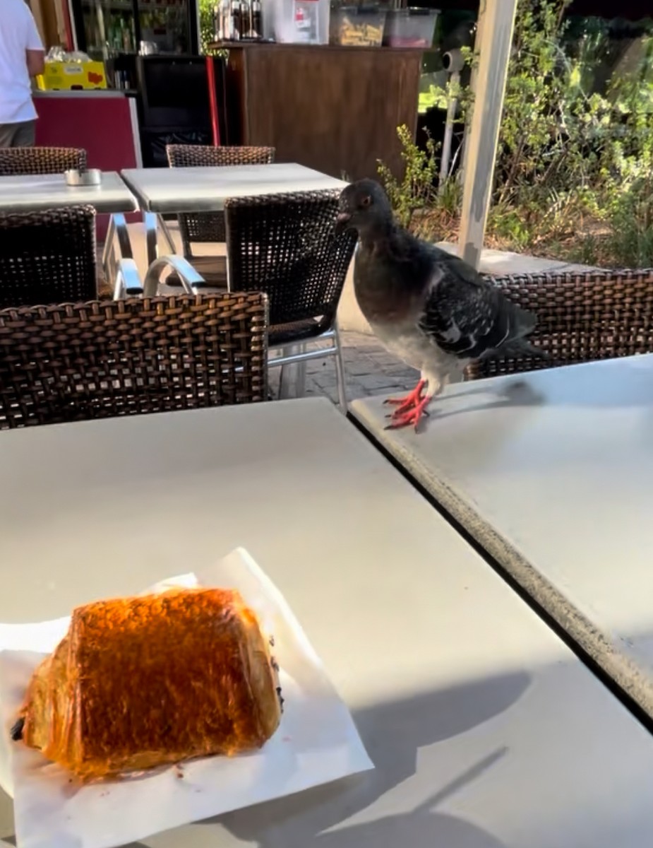 Rock Pigeon (Feral Pigeon) - ML639595716