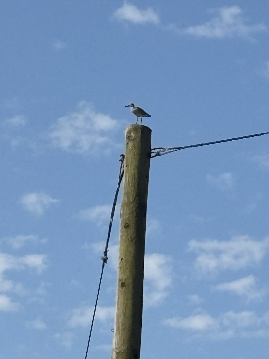 willetsnipe - ML639595734
