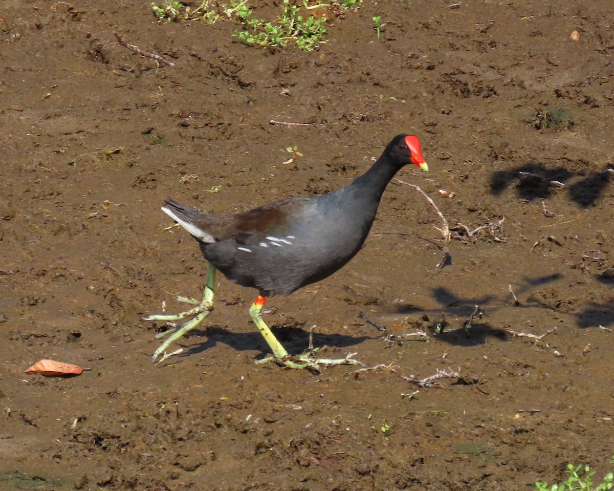 Common Gallinule - ML639595741