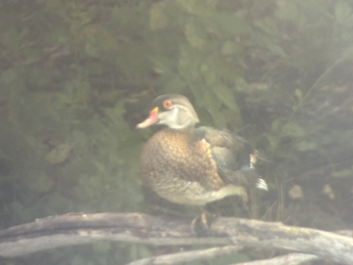 Wood Duck - ML639595755