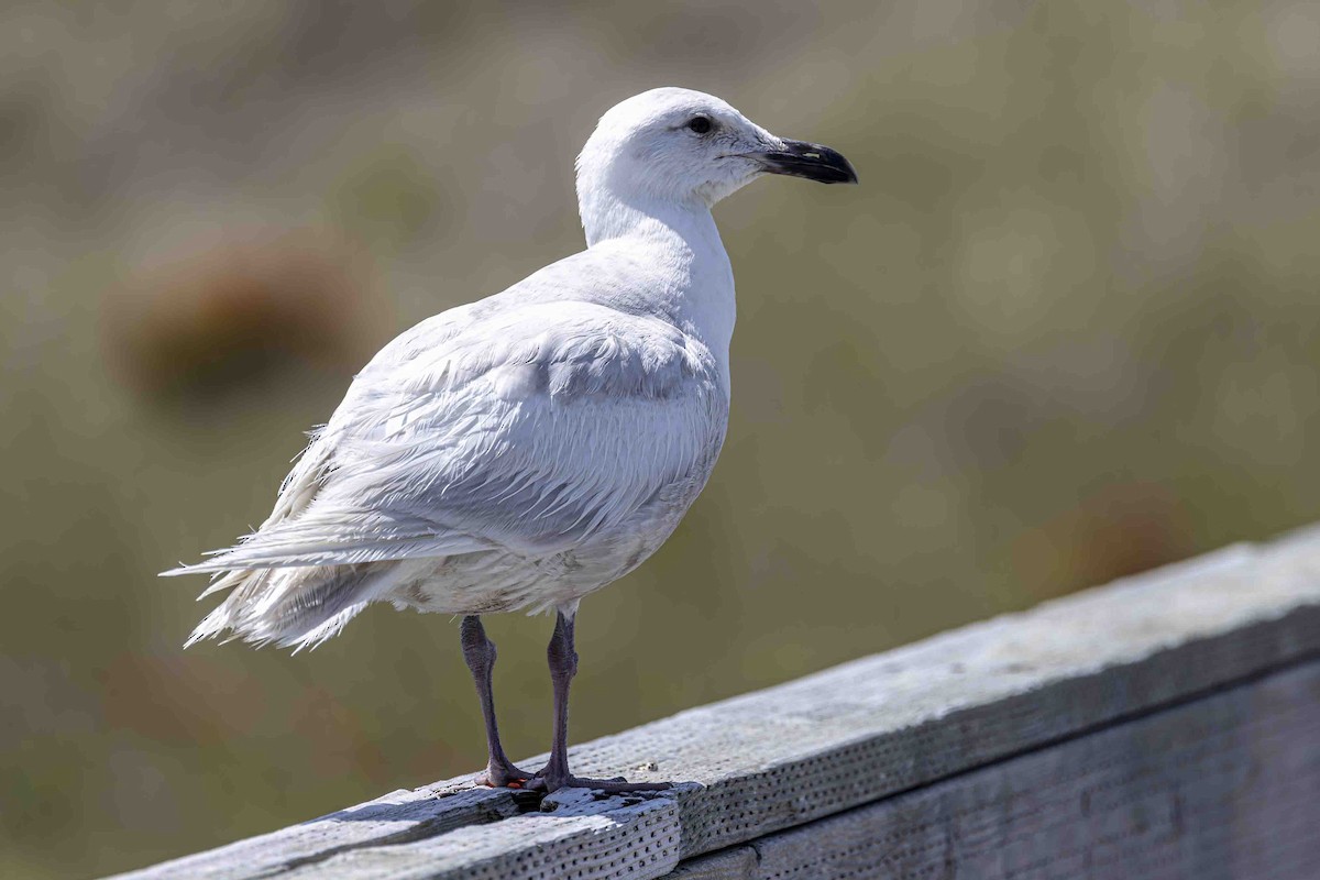Glaucous-winged Gull - ML639595860