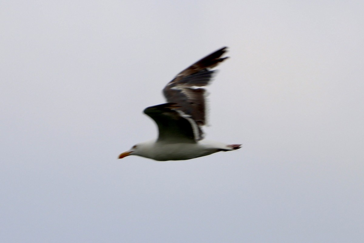 Western Gull - ML639595906