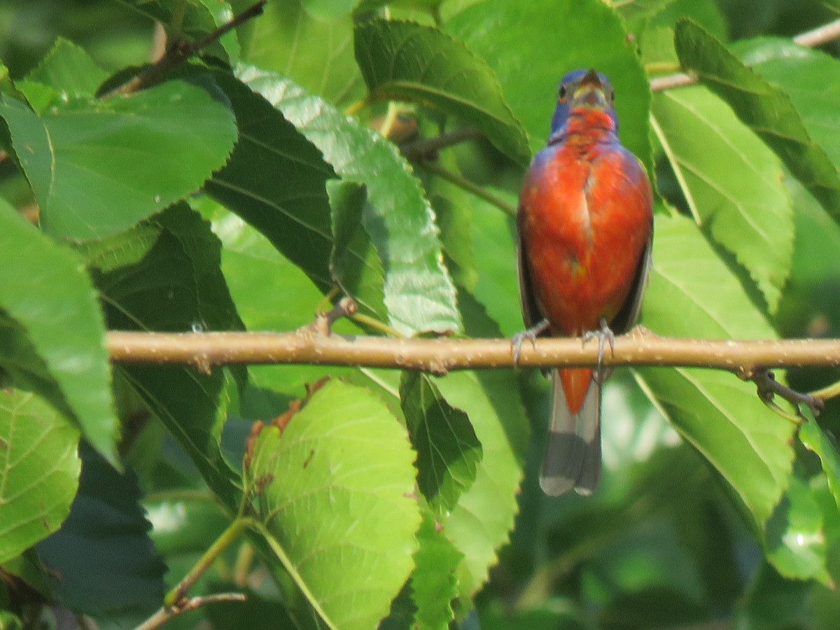 Painted Bunting - ML639595999