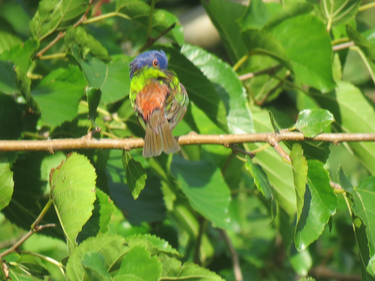 Painted Bunting - ML639596000
