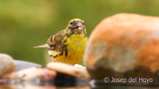 European Serin - ML639596032