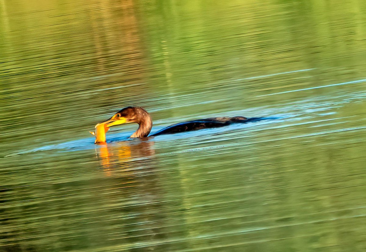 Double-crested Cormorant - ML639596079