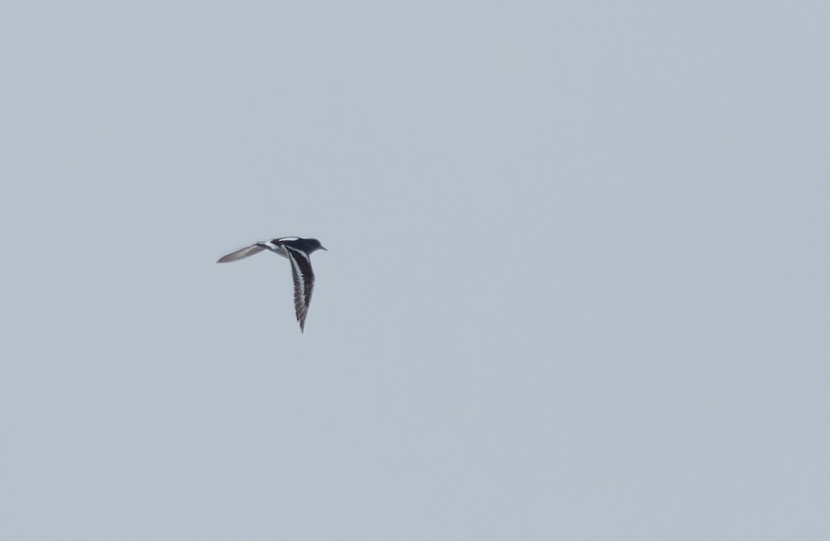 Black Turnstone - ML639596165
