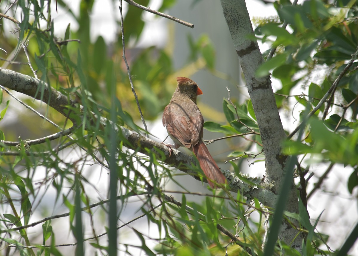 Northern Cardinal - ML639596200