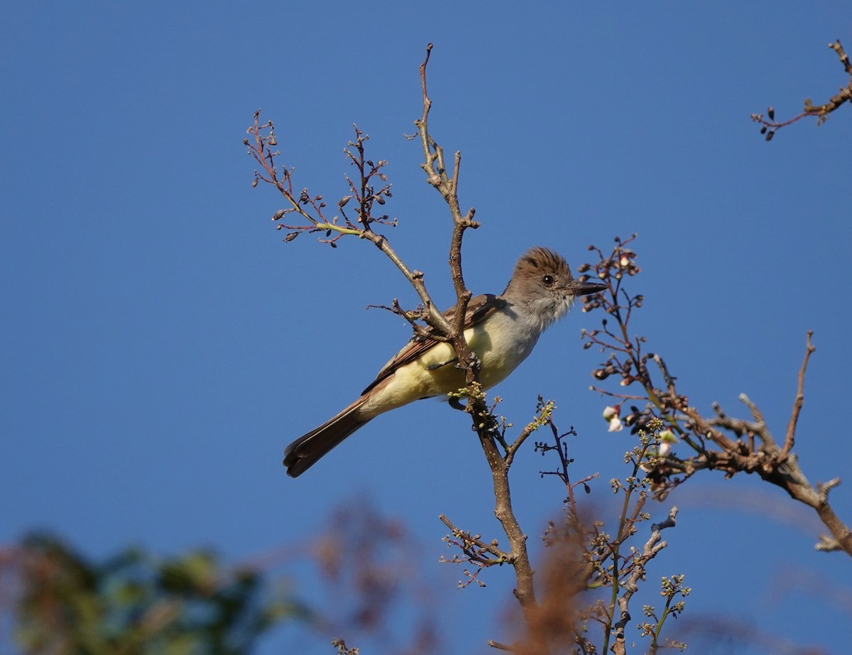 Nutting's Flycatcher - ML639596262