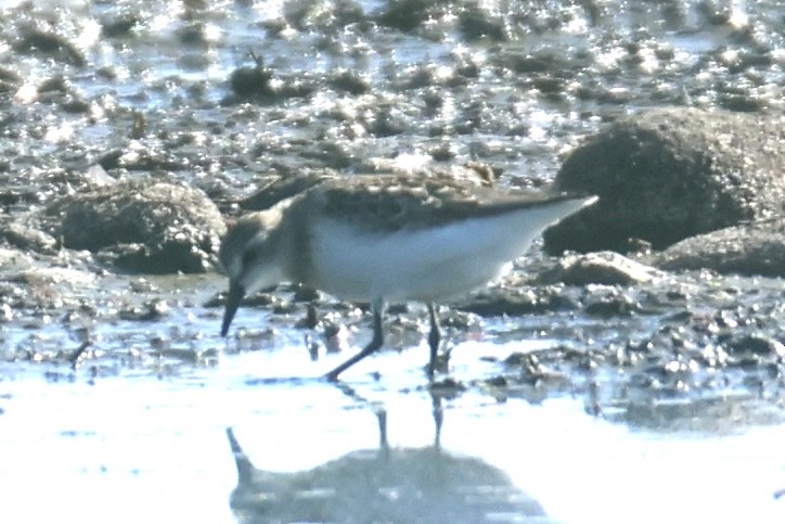 Semipalmated Sandpiper - ML639596427