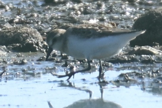 Semipalmated Sandpiper - ML639596428
