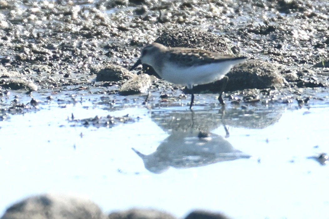 Semipalmated Sandpiper - ML639596429