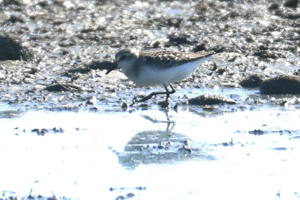 Semipalmated Sandpiper - ML639596431