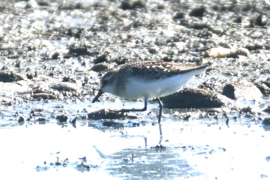 Semipalmated Sandpiper - ML639596432