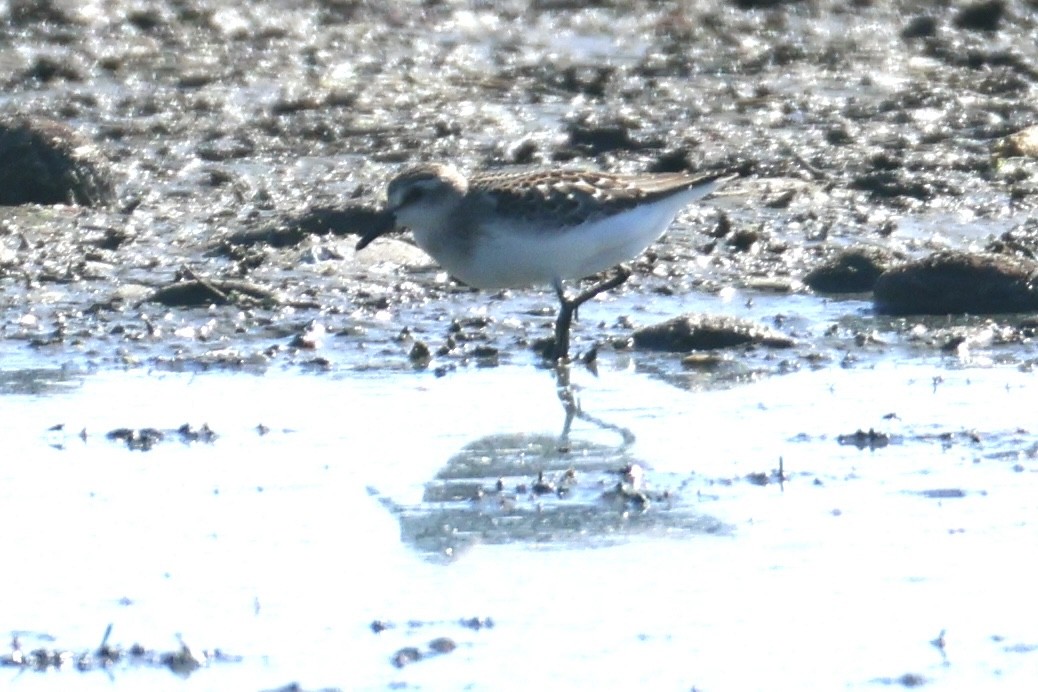 Semipalmated Sandpiper - ML639596433