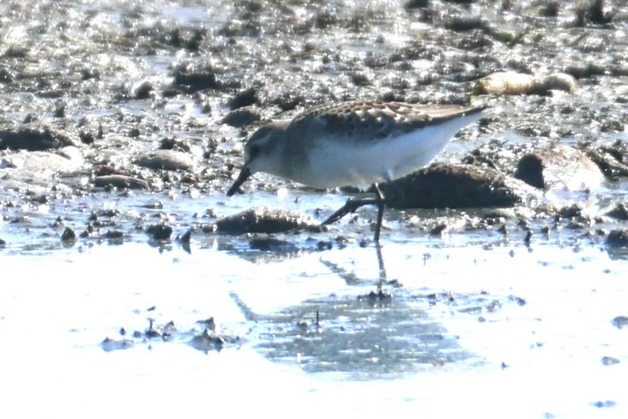 Semipalmated Sandpiper - ML639596434