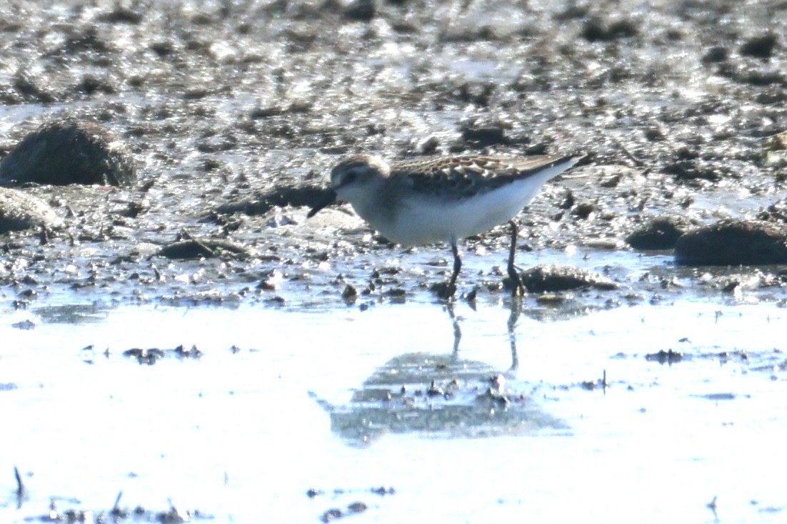 Semipalmated Sandpiper - ML639596435
