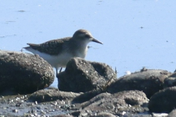 Semipalmated Sandpiper - ML639596437