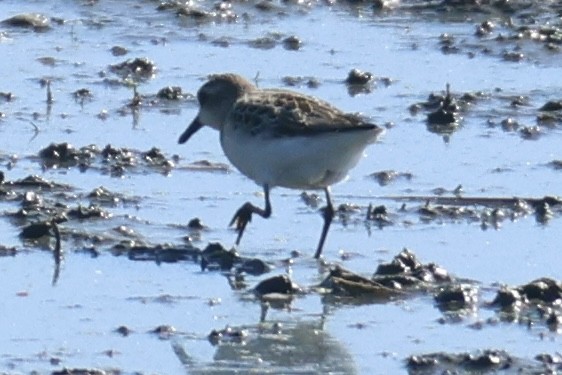 Semipalmated Sandpiper - ML639596438