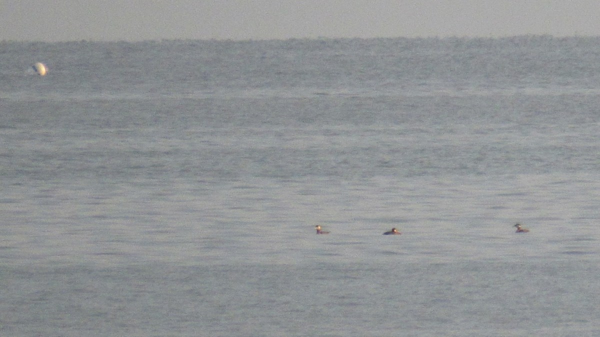 Red-necked Grebe - ML639596611