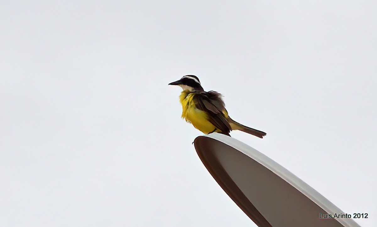 Lesser Kiskadee - ML639596612