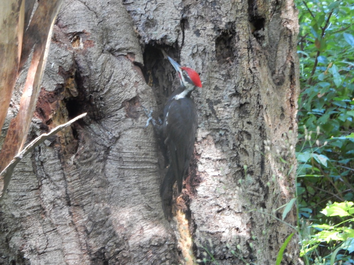 Pileated Woodpecker - ML639596677