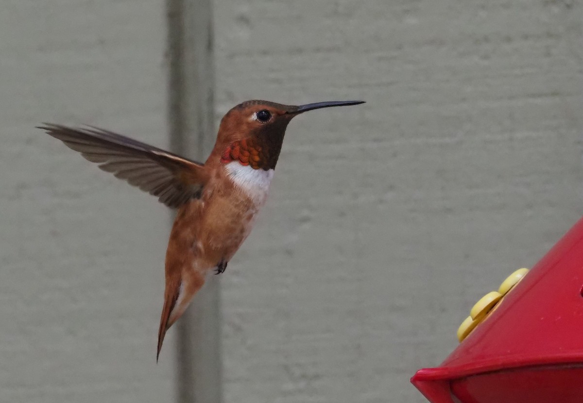 Rufous Hummingbird - ML639596678